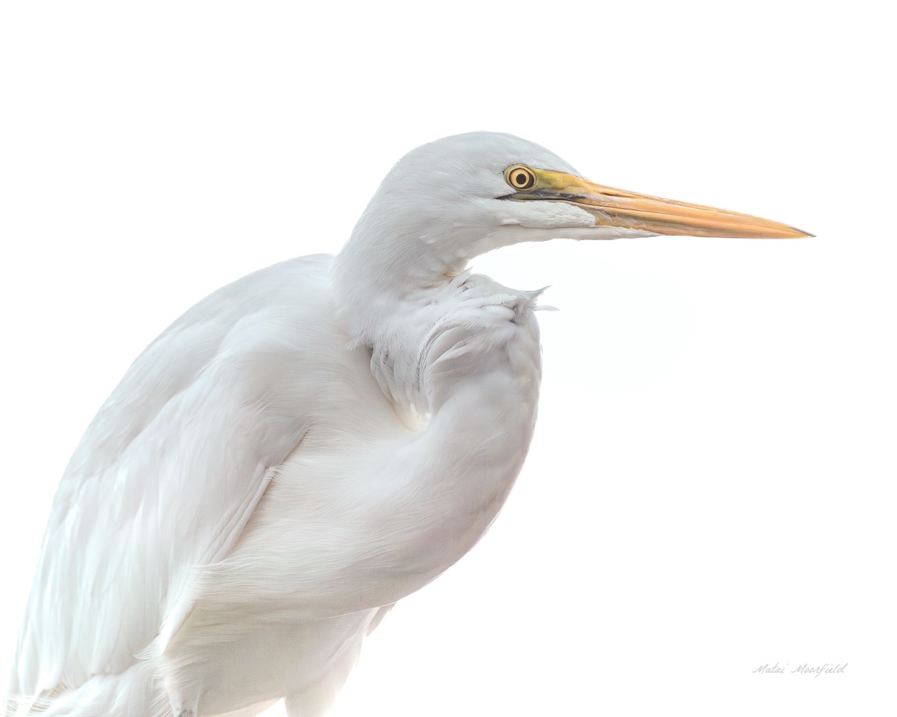 Native White Heron finding food high key fine art bird photo